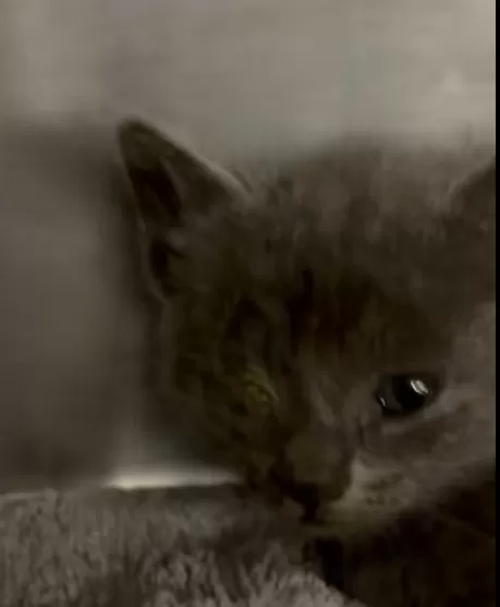 hurt kitten