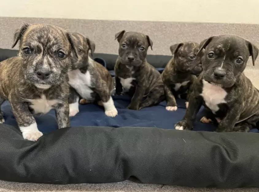 puppies