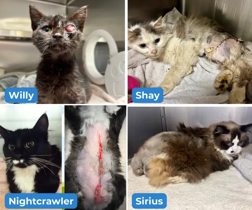 wounded kitties
